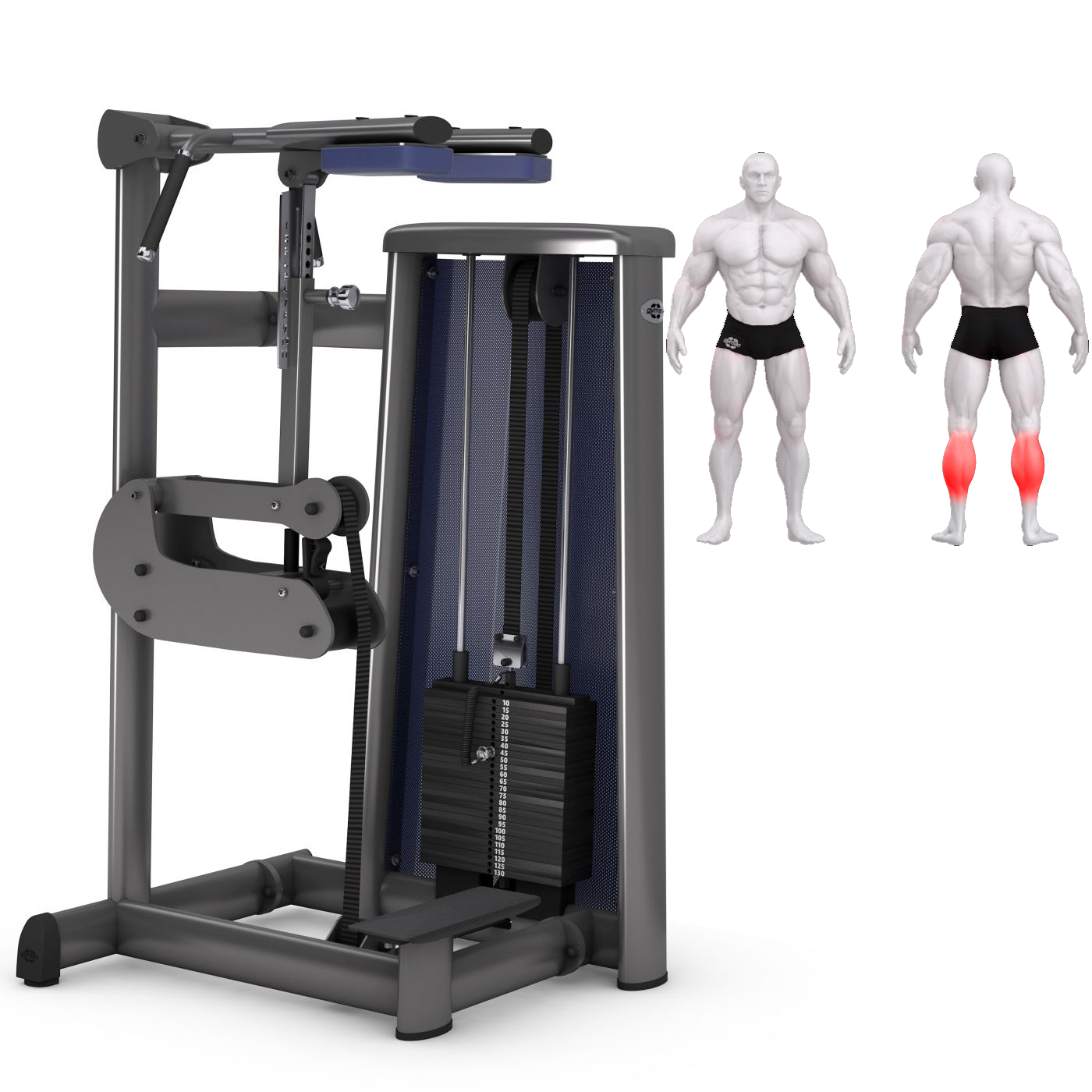   Gym80 SYGNUM Standing Calf Machine